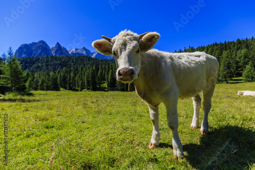 Summer landscape, alpine pass and cows, Passo Tre Croci with famous peaks in background, Dolomites, Italy, Europe