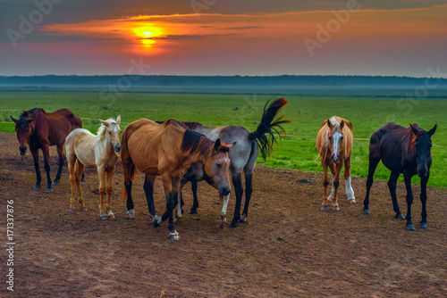 horses graze at dawn