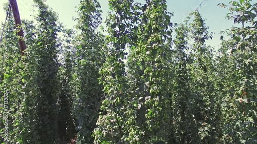 Sunny green hop garden with grownig hops photo