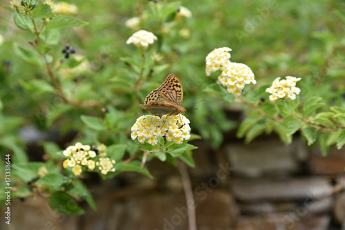 Cuivré commun Lycaena phlaeas butinant une fleur en Corse photo