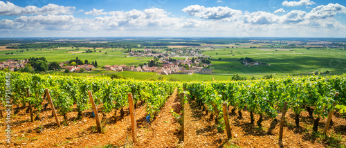 Vineyards of Burgundy, France photo