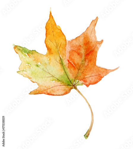 Watercolor illustration. Hand-drawn maple leaf on the white background.