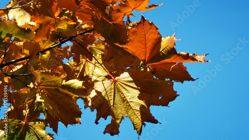 Red maple leaves I