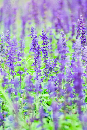 Purple lavender flowers close up - Selective focus