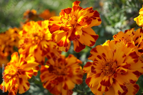 Background Of Flowers Tagetes, Orange, Close