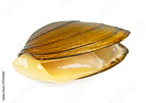 Single swan mussel on a white background