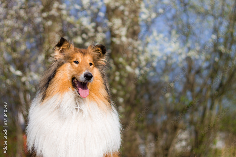 Rough collie with gold hair, white blooms in background, spring, portrait