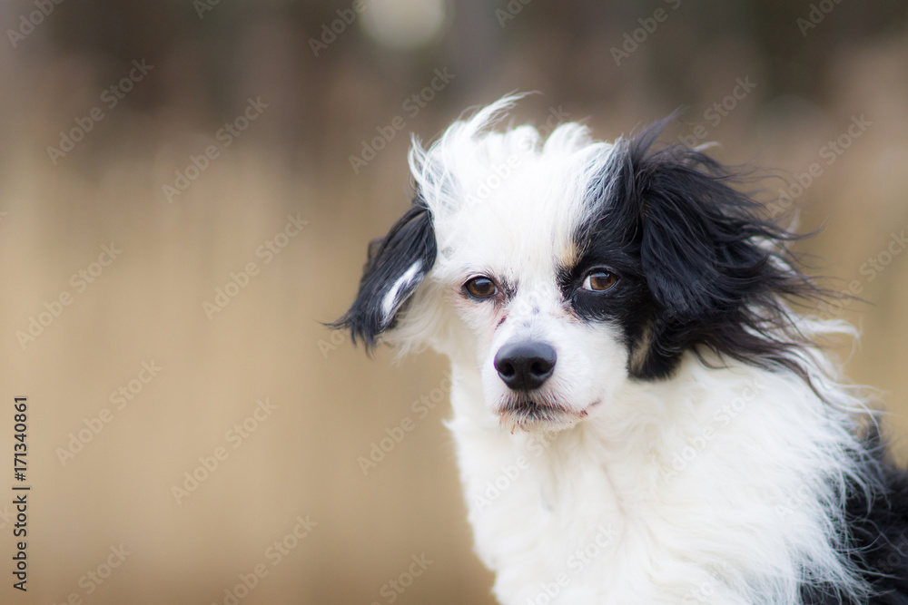 Black and white dog portrait Black and white dog portrait
