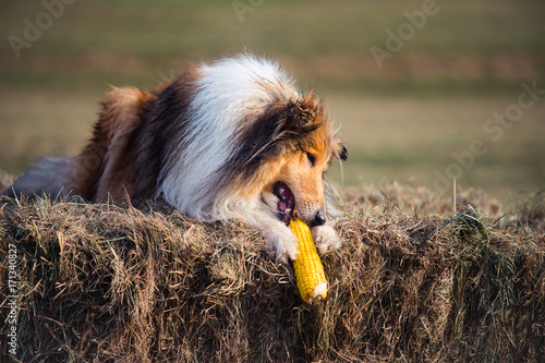 Obraz na płótnie Gold rough collie eating corn at haystack, summer, sunset