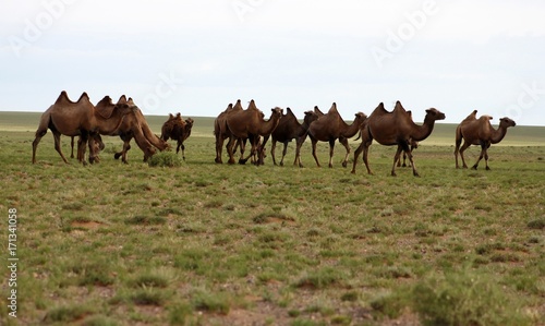 herd of camels in gobi desert