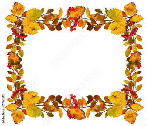 Autumn leaves and red berri...