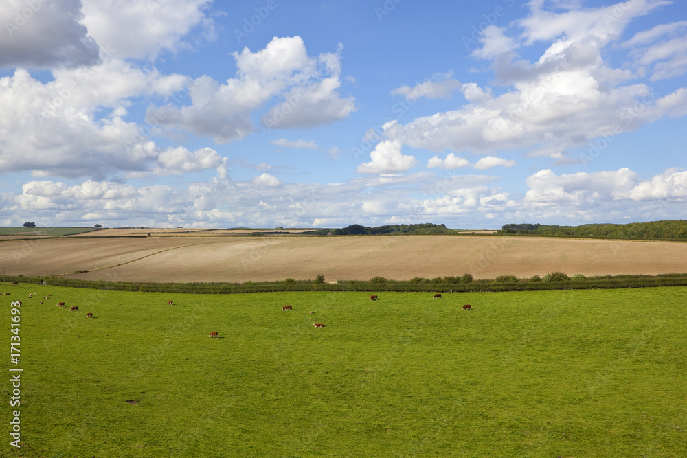 hereford cattle and meadow hereford cattle and meadow