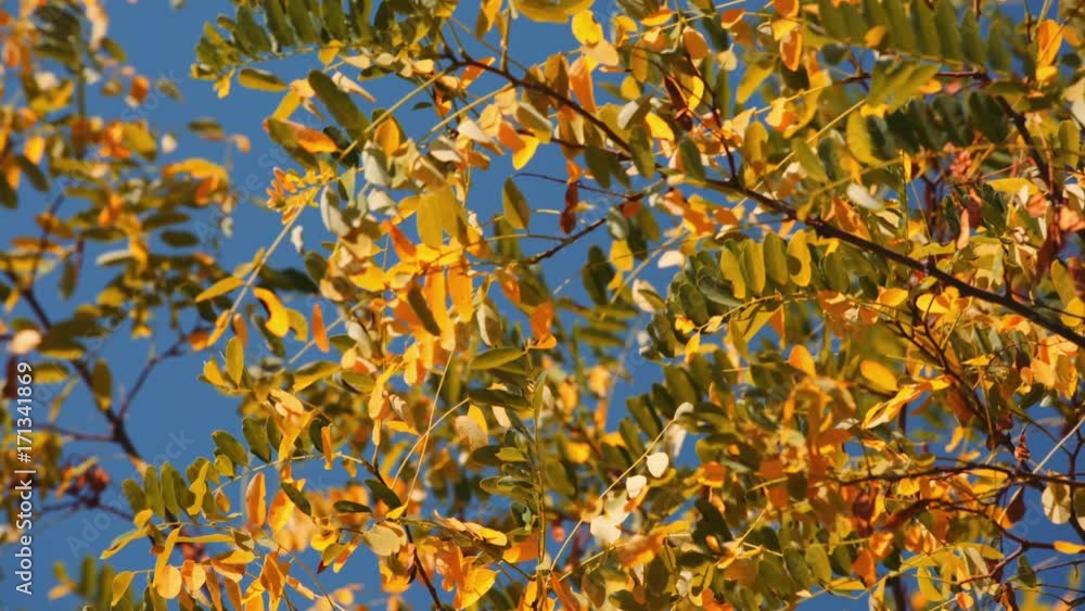 Tree Leaves Rustle in the Wind Against a Blue Sky Tree Leaves Rustle in the Wind Against a Blue Sky