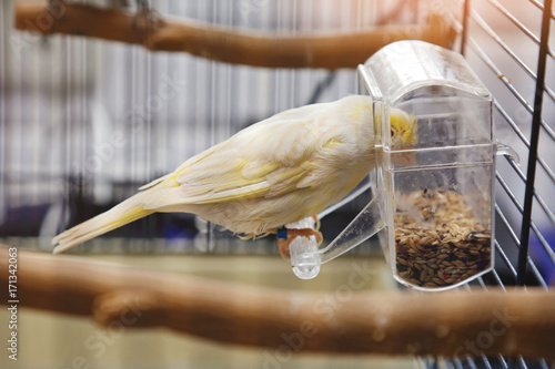 canari domestique en cage (Serinus canaria) mangeant graines