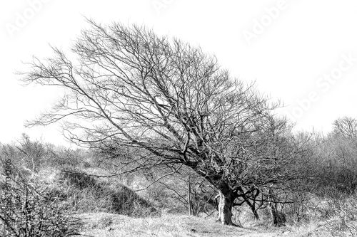 Wallpaper Mural a tree in black and white Torontodigital.ca