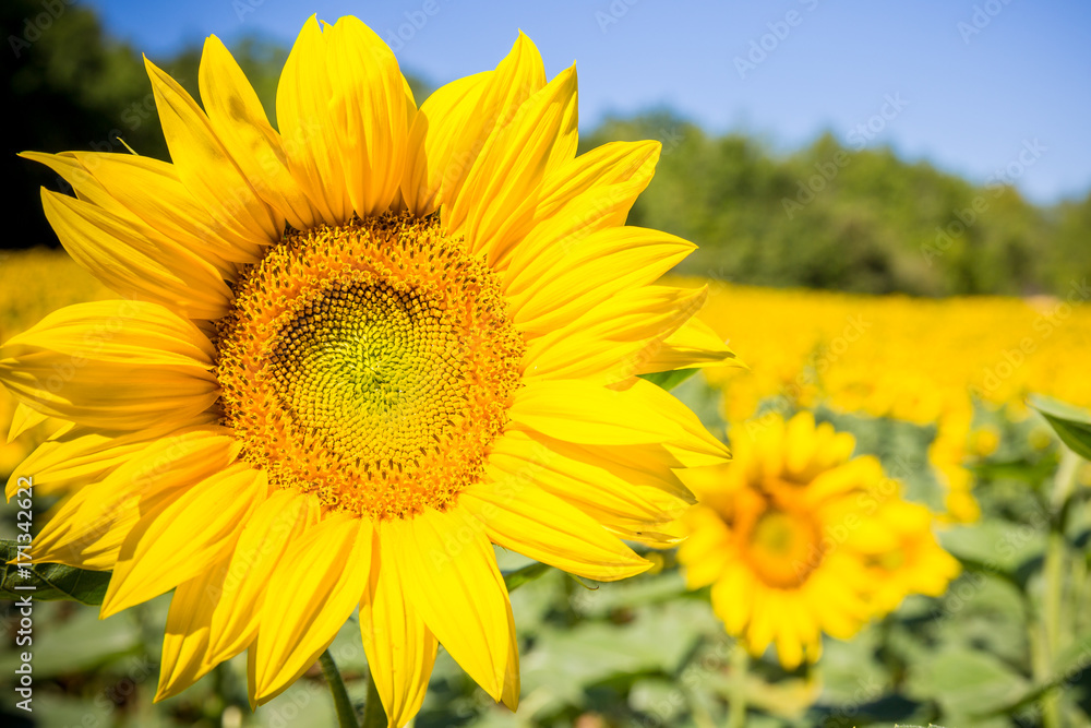 closeup of a sunflower with a field of sunflowers in the background