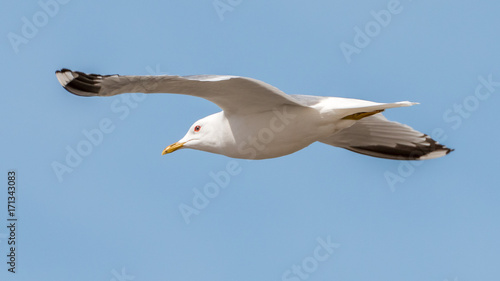 seagull flying in a blue sky