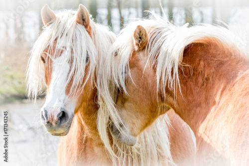 two horses cuddling photo