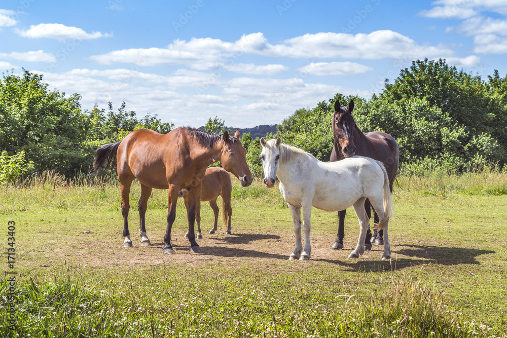 Group of horses in various colors