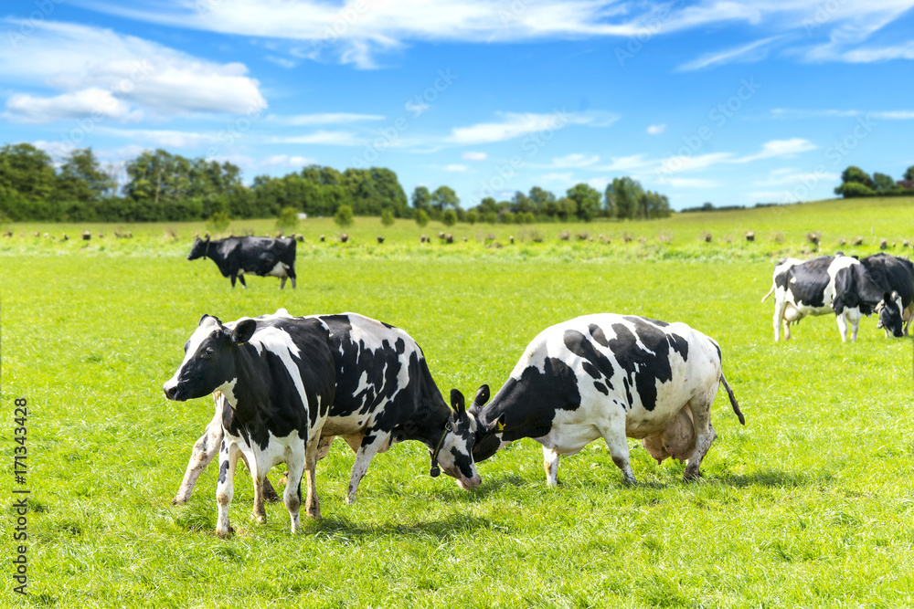 Black and white cattle battle on a green field