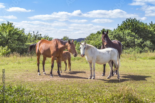Group of horses in various colors © Polarpx
