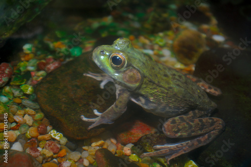 green frog amphibian in water