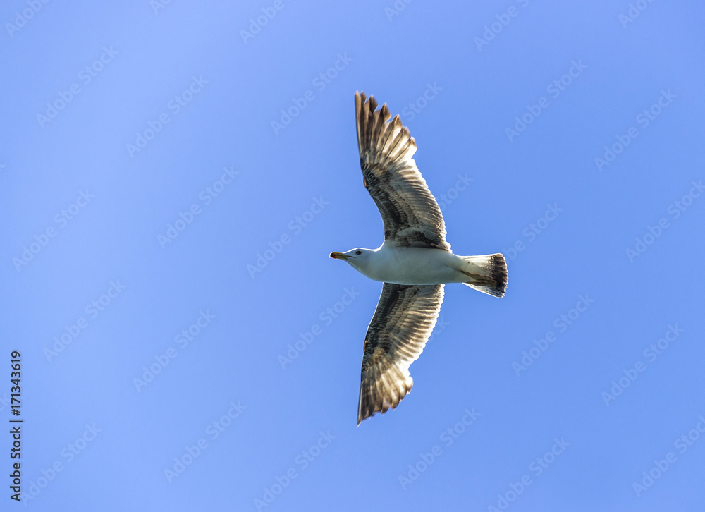 Obraz premium flying gull