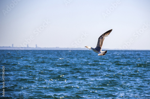 flying gull