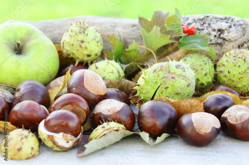 marrons d'inde et feuilles d'automne,fruit de saison