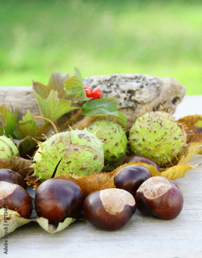 marrons d'inde et feuilles d'automne,fruit de saison marrons d'inde et feuilles d'automne,fruit de saison