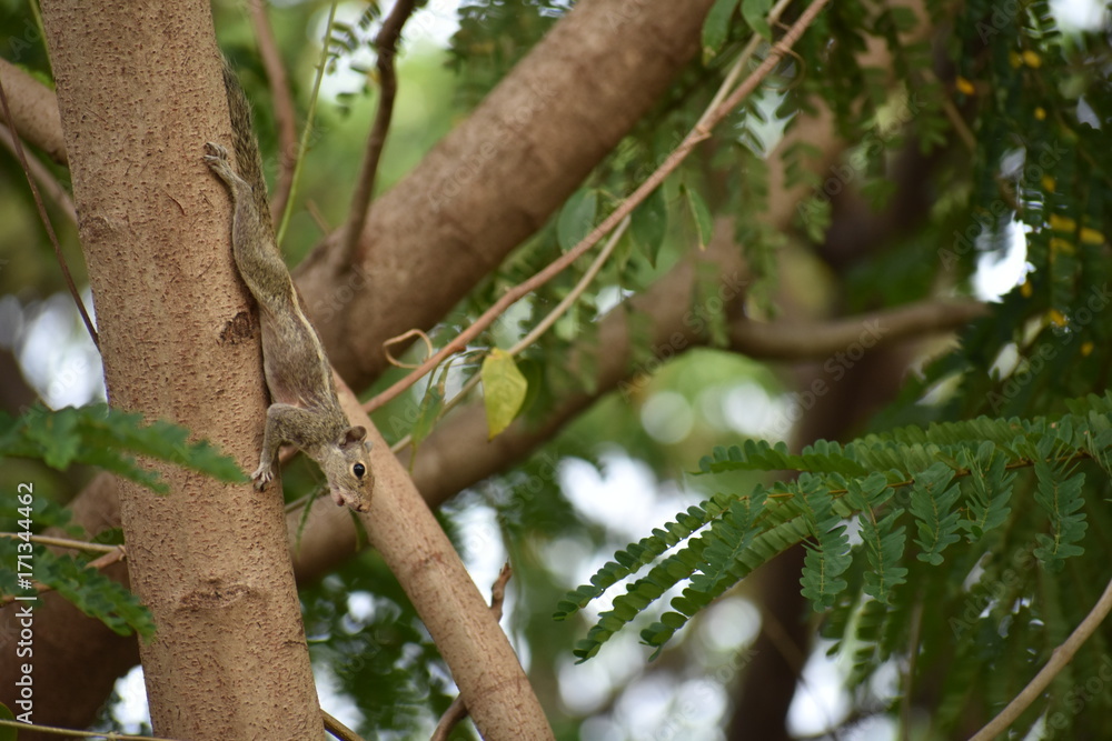 Female squirrel calling for mate during mating season Female squirrel calling for mate during mating season