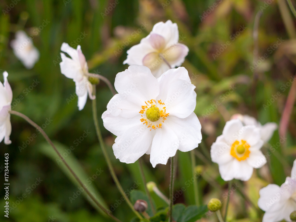 close up of white english rose growing in garden petals close up of white english rose growing in garden petals