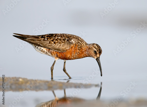 The curlew sandpiper (Calidris ferruginea) stand on the water