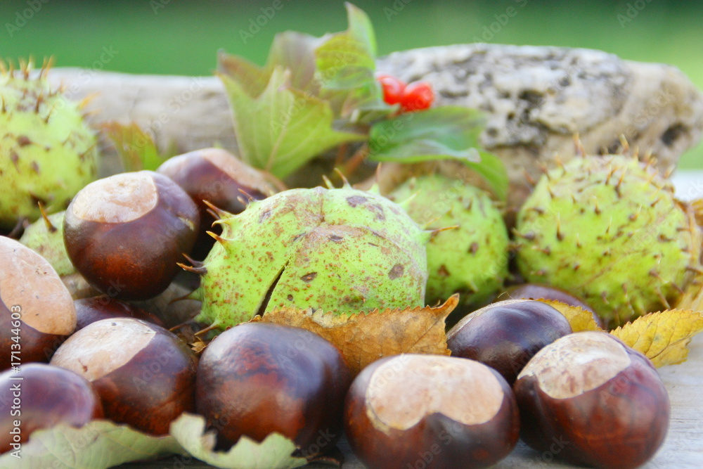 marrons d'inde et feuilles d'automne,fruit de saison marrons d'inde et feuilles d'automne,fruit de saison