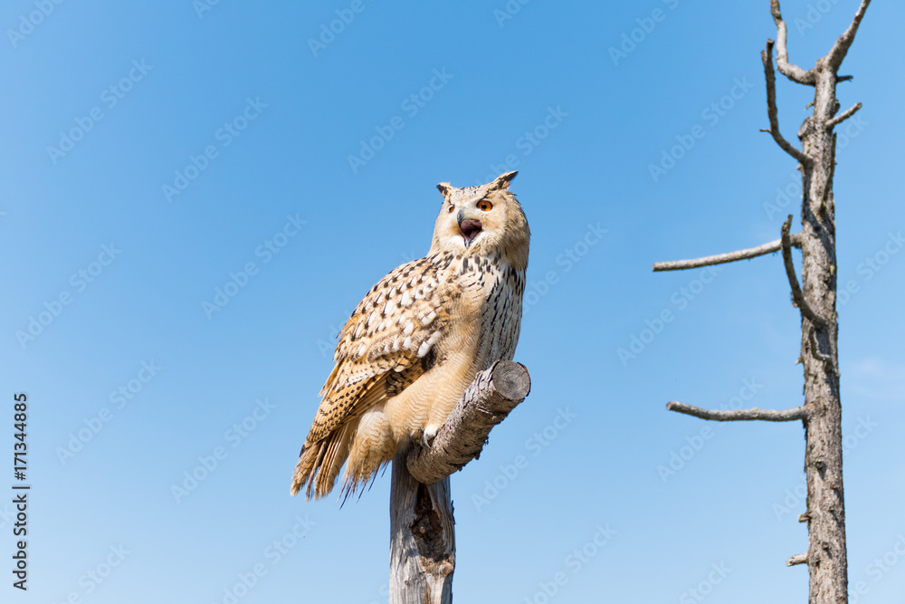 Obraz premium owl on tree