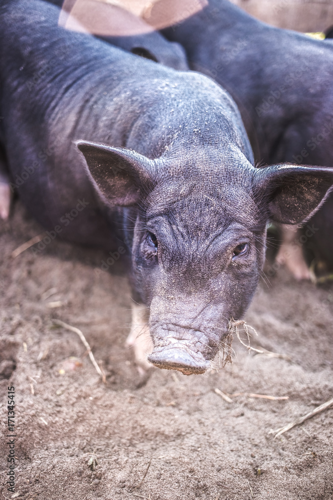 Black Vietnamese pigs on the farm Black Vietnamese pigs on the farm