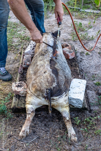 Burning a domestic pig before cutting. Removal of pig hair.