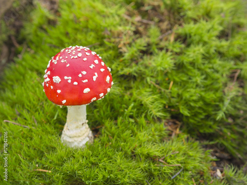 red toadstool mushroom on bright green moss