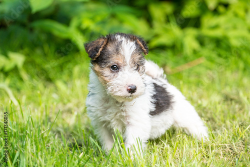 Cuadro en lienzo Fox terrier puppy in the grass