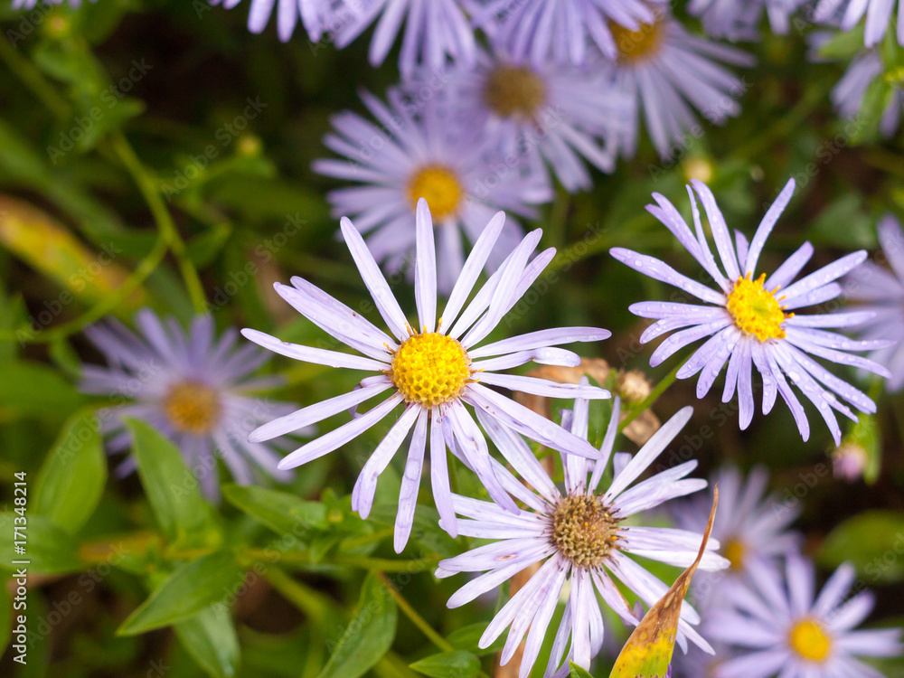 close up of wet petals in garden of Aster amellus (Italian Asters) close up of wet petals in garden of Aster amellus (Italian Asters)