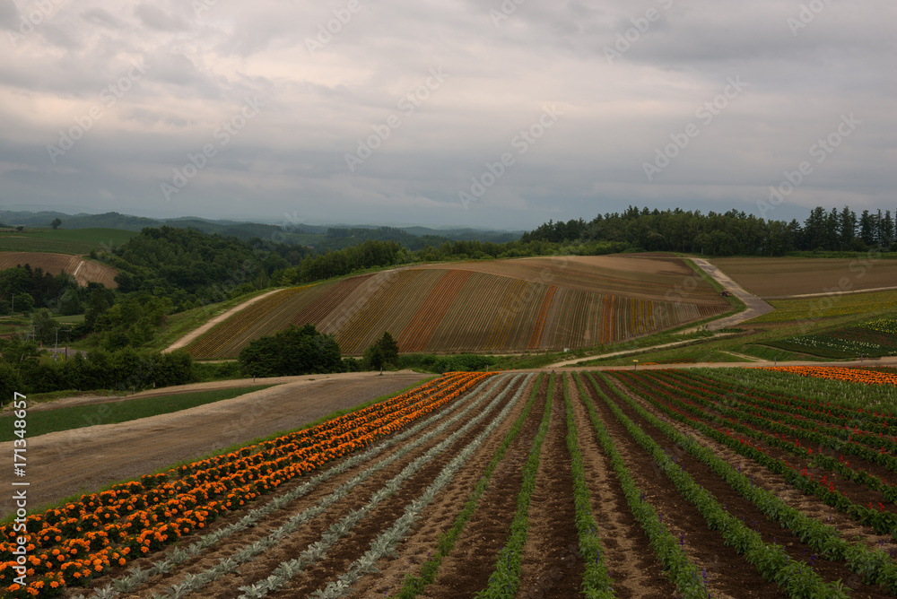 Flower fields on the hills around Biei, Hokkaido, Japan