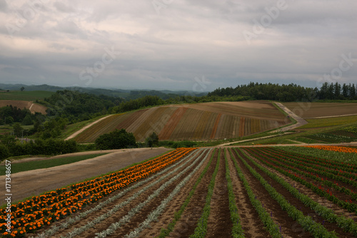 Flower fields on the hills around Biei, Hokkaido, Japan
