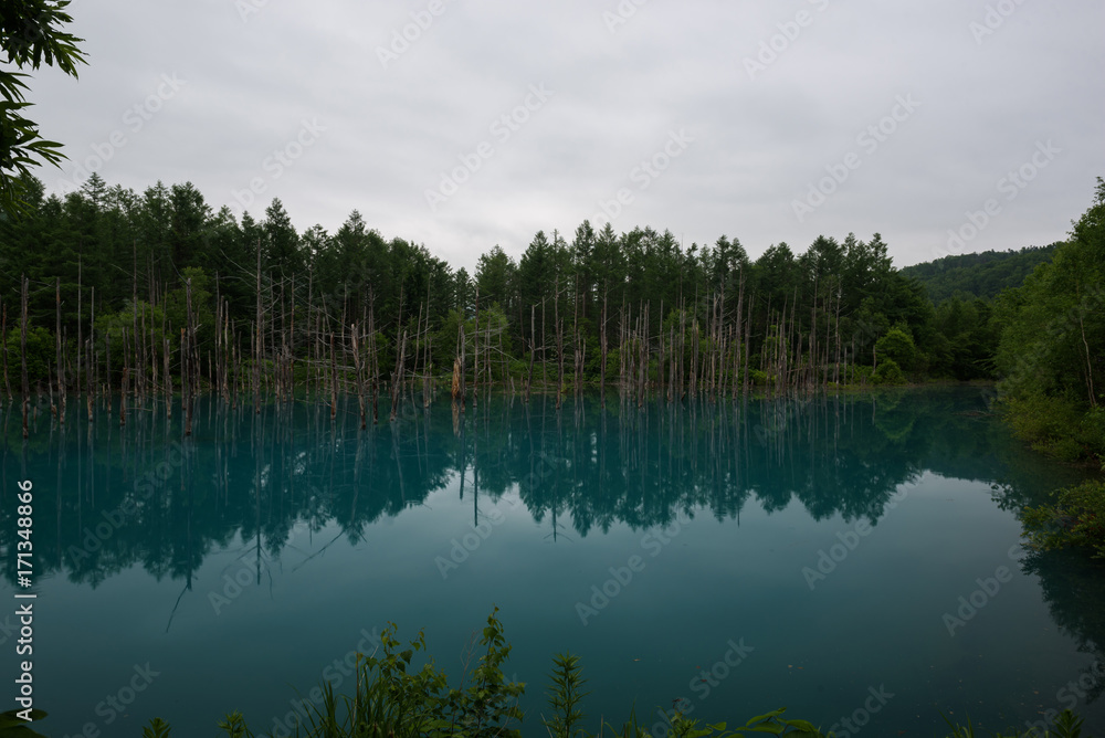 Reflections in the clear blue water of Shirogane Blue Pond, Biei, Hokkaido, Japan