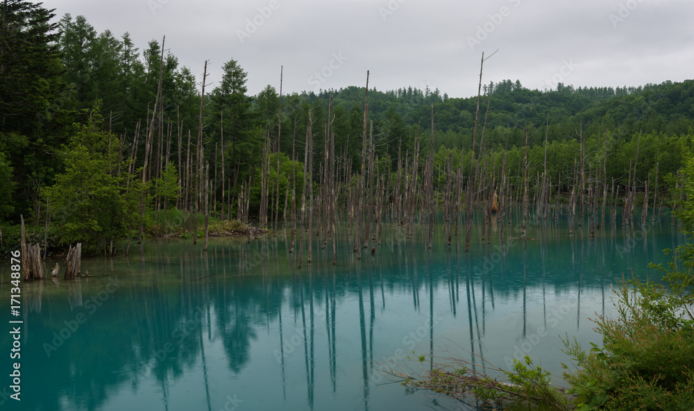 Reflections in the clear blue water of Shirogane Blue Pond, Biei, Hokkaido, Japan