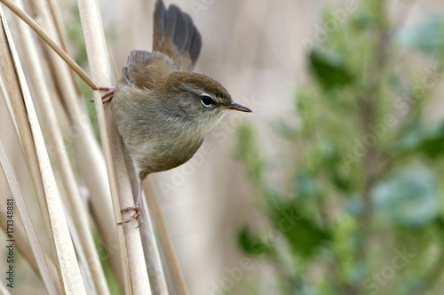 Cetti’s warbler. Cettia cetti photo