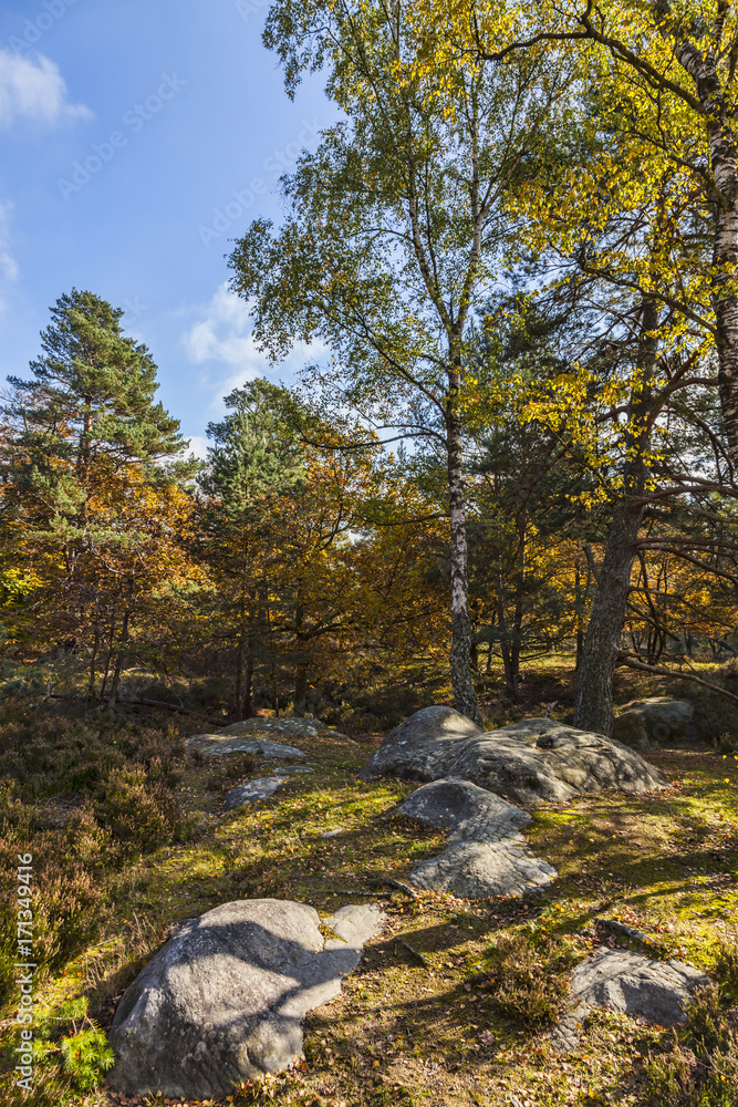 Autumn Scene in Fontainebleau Forest