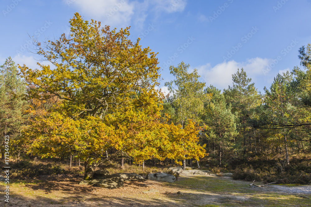 Autumn Scene in Fontainebleau Forest