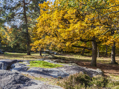 Autumn Scene in Fontainebleau Forest photo