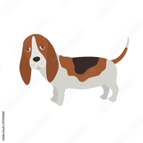 DOG Basset Hound