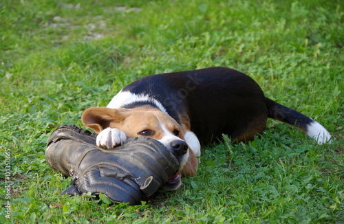 Dog beagle and shoe